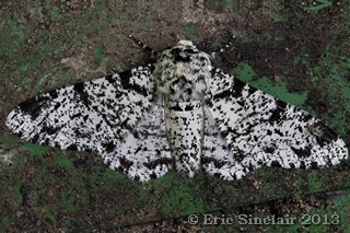 Peppered Moth
